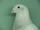 Mascul 2010