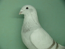 Mascul 2010