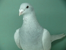 Femela 2010