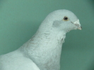 Femela 2008