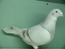 Femela 2008