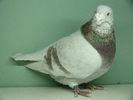 Mascul 2007