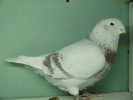 Mascul 2008