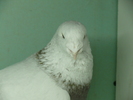 Mascul 2008