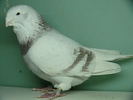 Mascul 2008