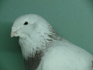 Mascul 2008