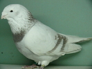 Mascul 2008