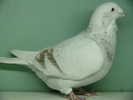Mascul 2009