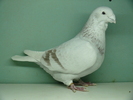 Mascul 2009