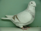 Mascul 2009