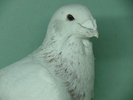 Mascul 2009