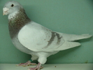 Mascul 2008