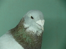 Mascul 2009