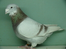 Mascul 2009