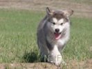 Alaskan Malamute, Alaskan Dog, Canis