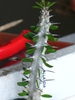 Alluaudia procera