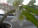 20.12.2010 dendrobium