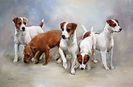 parson_russell_terriers[1]