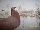 Poze 066