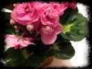 Bon-bon African violets
