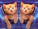 543_Two_Babies_Of_Cat