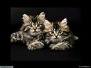 631_Two_Australian_Cats