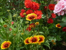 Gaillardia