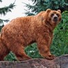 poze_animale_salbatice-urs-brun-frumos-150x150