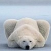 poze_animale_salbatice-urs-polar-stand-150x150