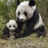 poze_animale_salbatice-ursuleti-panda-1-150x150