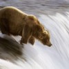 wallpaper_urs-grizzly-in-cascada-150x150