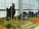P1060049