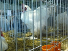 P1060061
