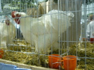 P1060062