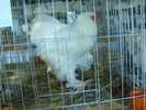P1060063