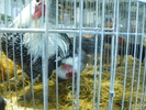P1060067