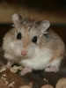 cute_roborovski_hamster_a_tn