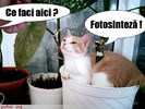 pisica-in-flori-