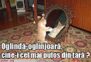 pisica-oglinda