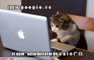 pisica-sta-pe-internet