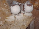 Picture 1184
