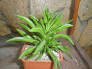 Peperomia fereyrae - 12.08.2008