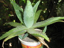 Aloe saponaria - 12.08.2008