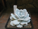 Echeveria lauii - 07.2008