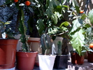 Euphorbia horrida (mijloc) - 2006