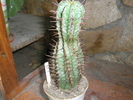Euphorbia horrida ES 2971 - 2008