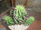 Euphorbia horrida - 2008