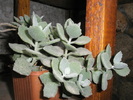Kalanchoe millotii - 11.10.2008