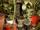 Euphorbia grandicornis - 2006