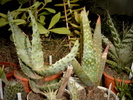 Aloe ferox, hereroensis si variegata - 2006